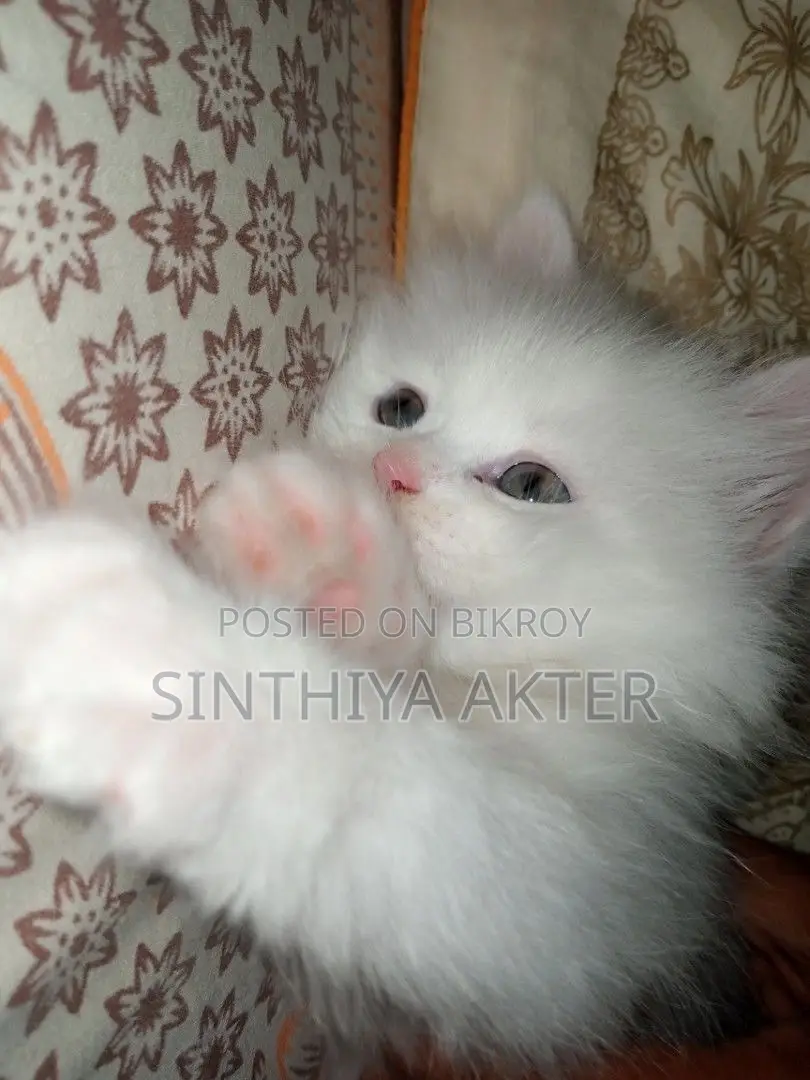 1-3 Months Female Purebred Persian