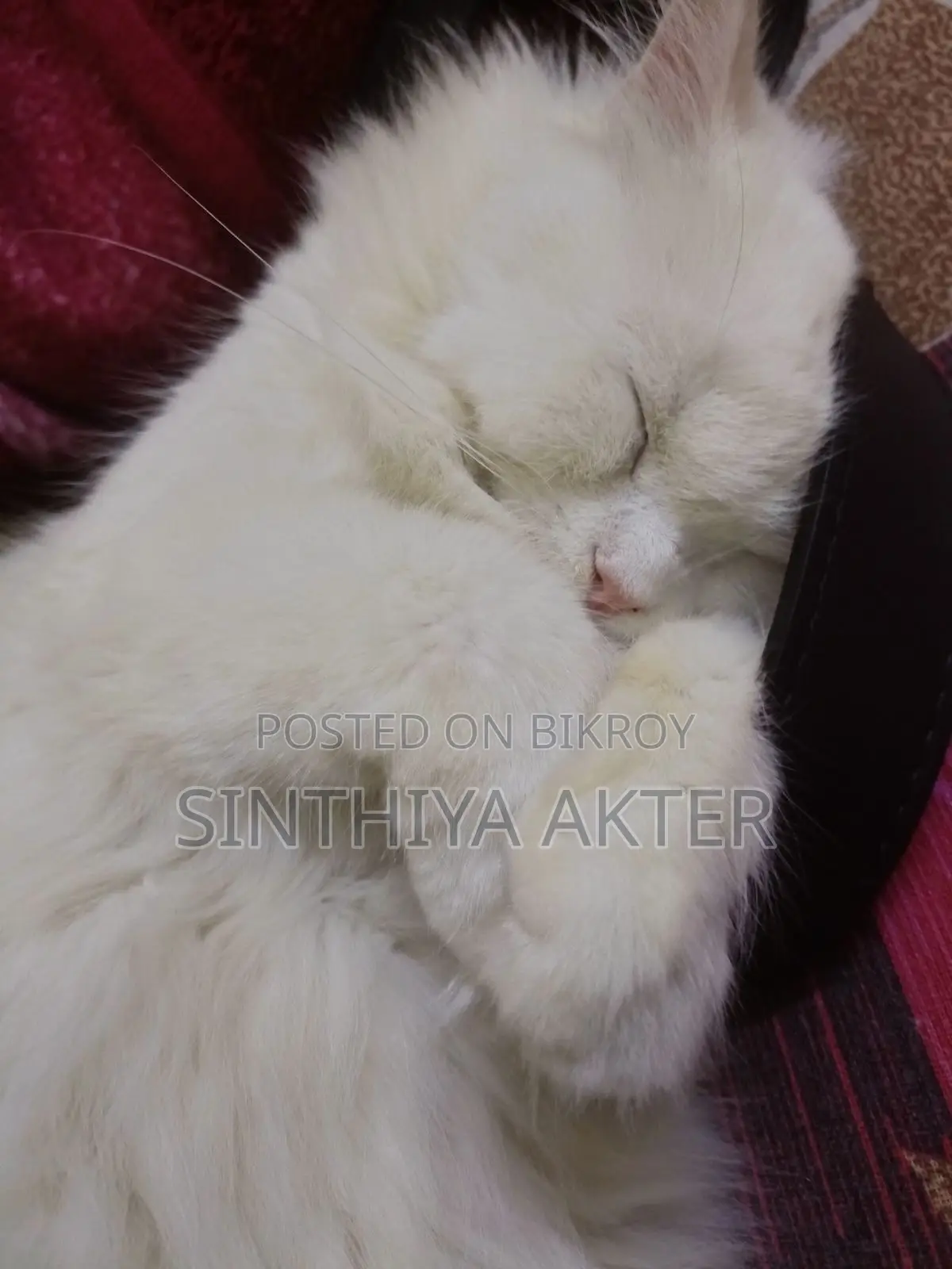 1-3 Months Female Purebred Persian