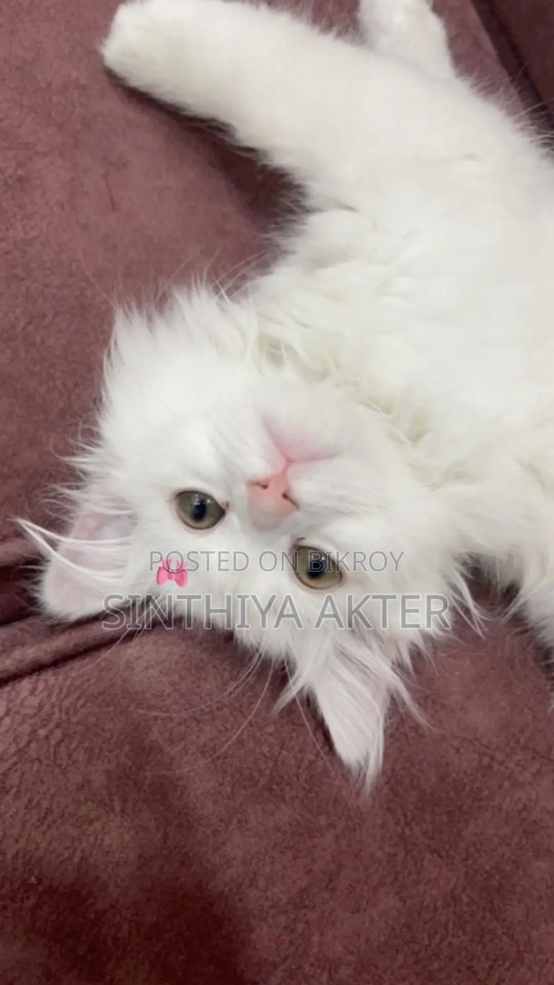 1-3 Months Female Purebred Persian