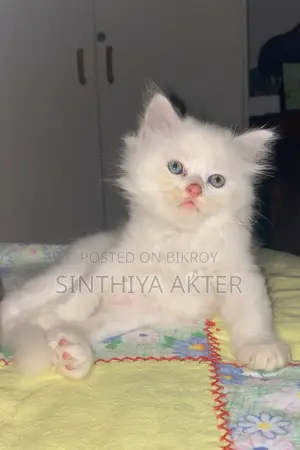 1-3 Months Female Purebred Persian