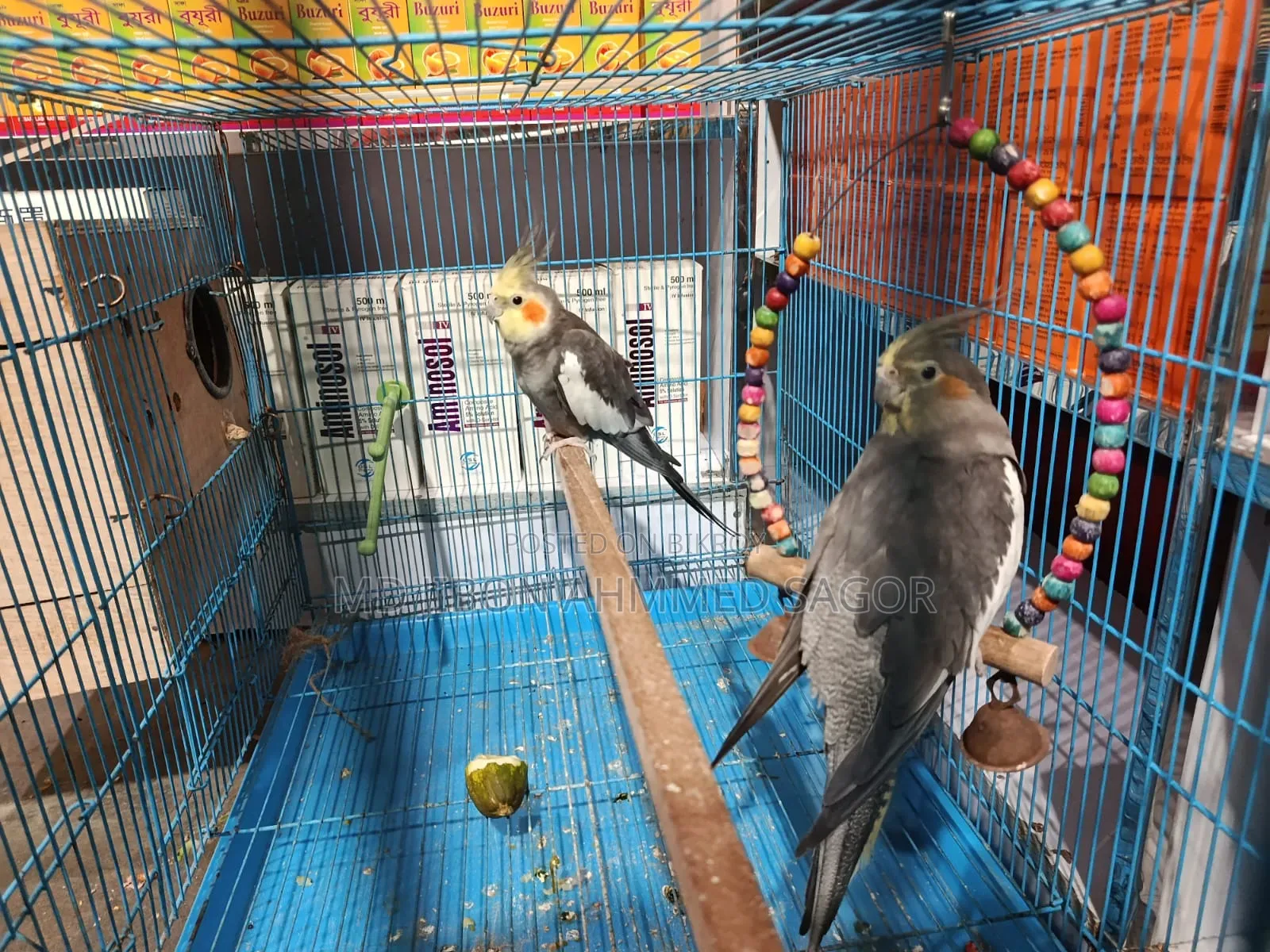 Cockatiel Birds