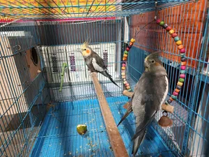 Cockatiel Birds
