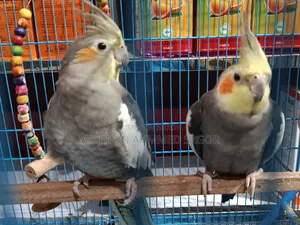 Cockatiel Birds