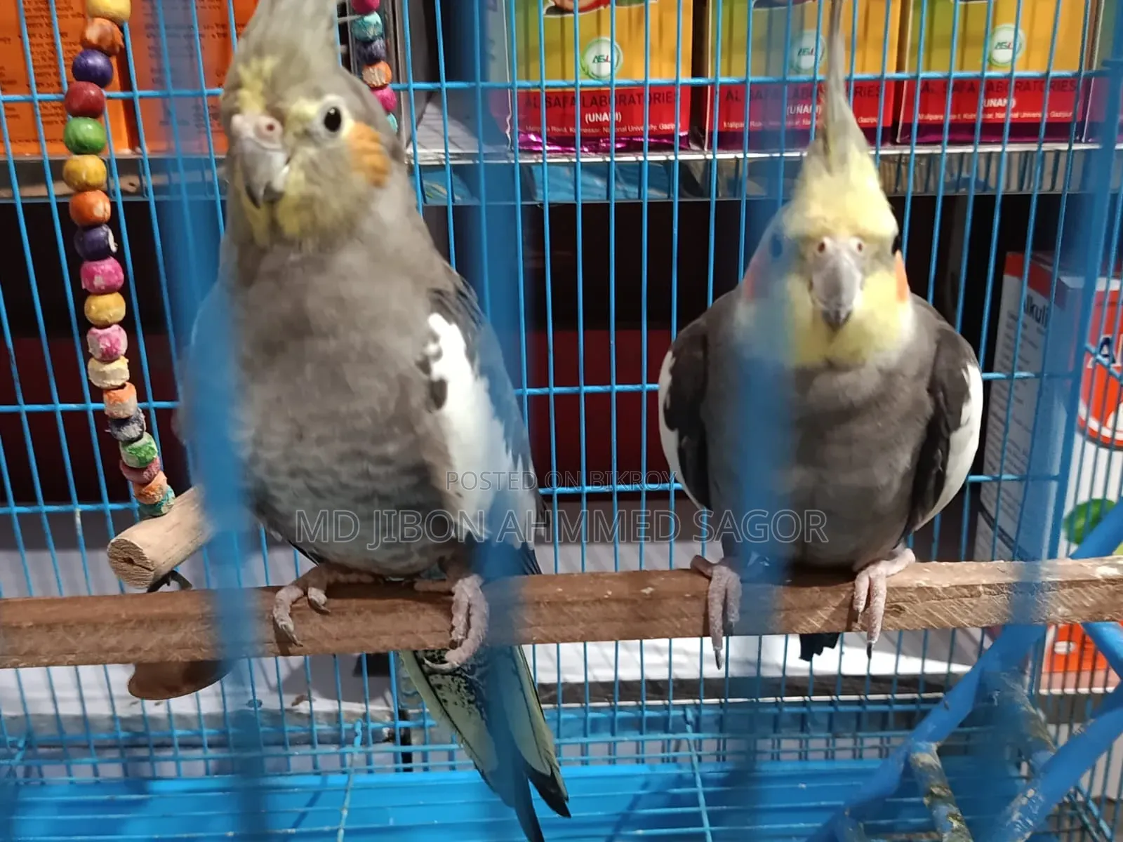 Cockatiel Birds