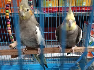Cockatiel Birds