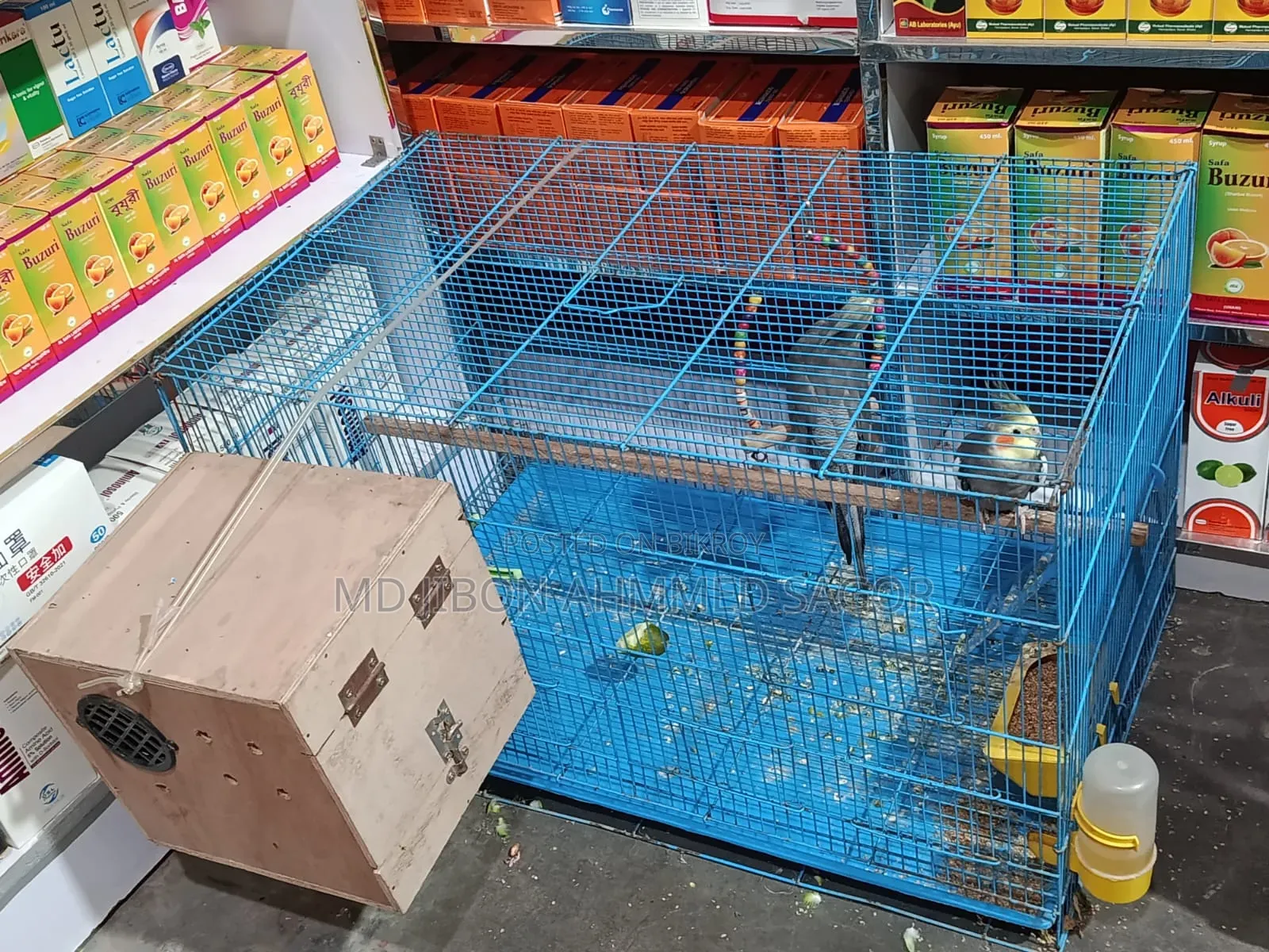 Cockatiel Birds