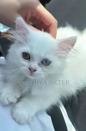 1-3 Months Female Purebred Persian