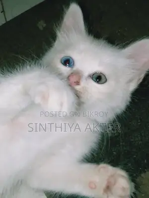 1-3 Months Female Purebred Persian