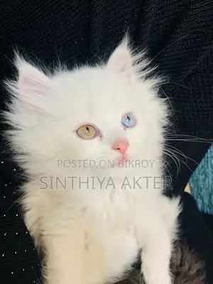 1-3 Months Female Purebred Persian
