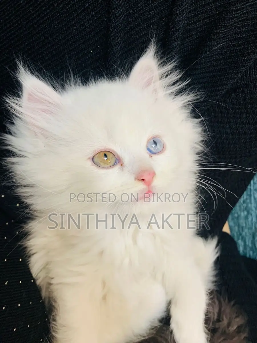 1-3 Months Female Purebred Persian