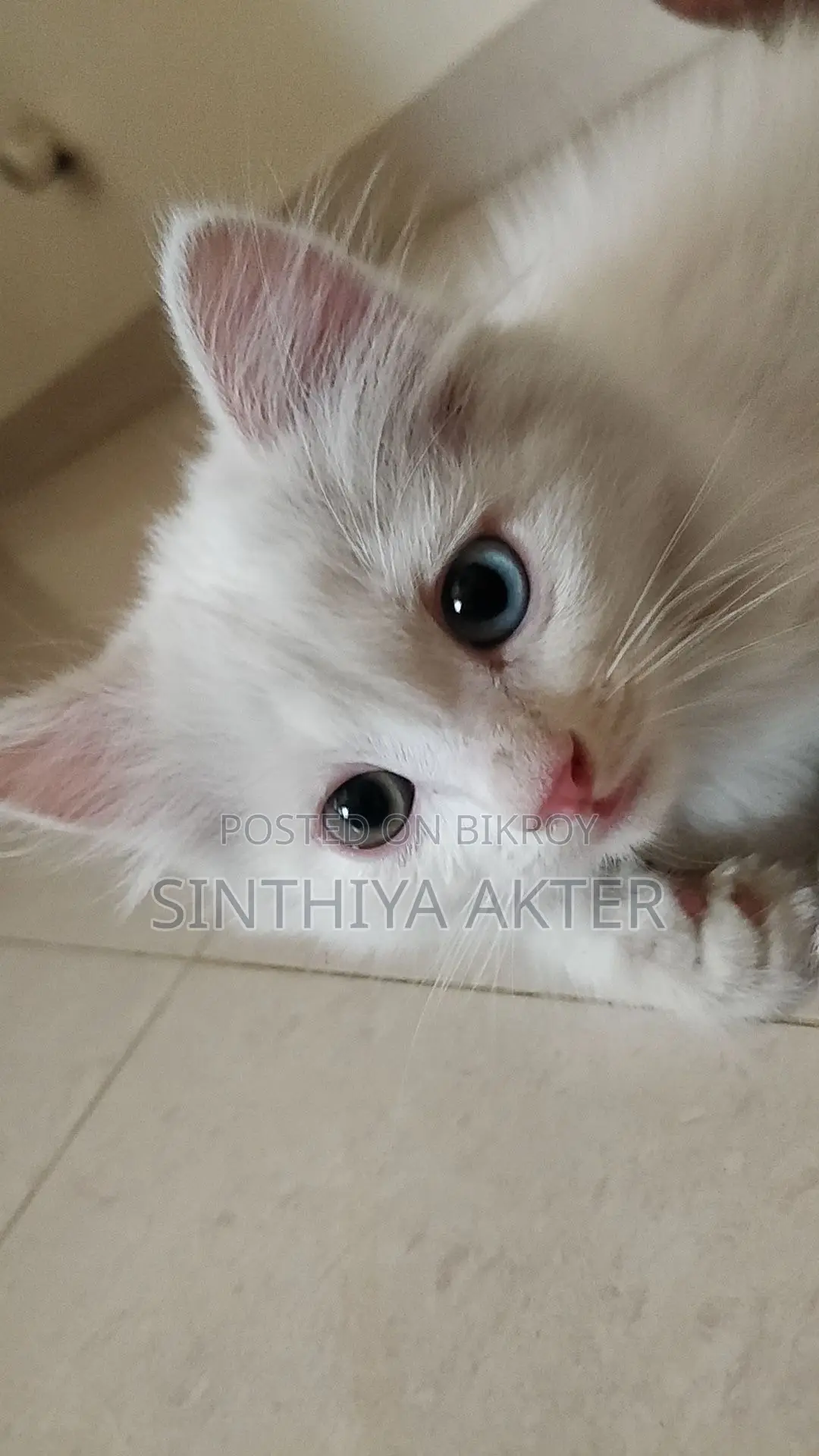 1-3 Months Female Purebred Persian