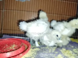 ইউরোপিয়ান শর্ট সিল্কি মুরগি