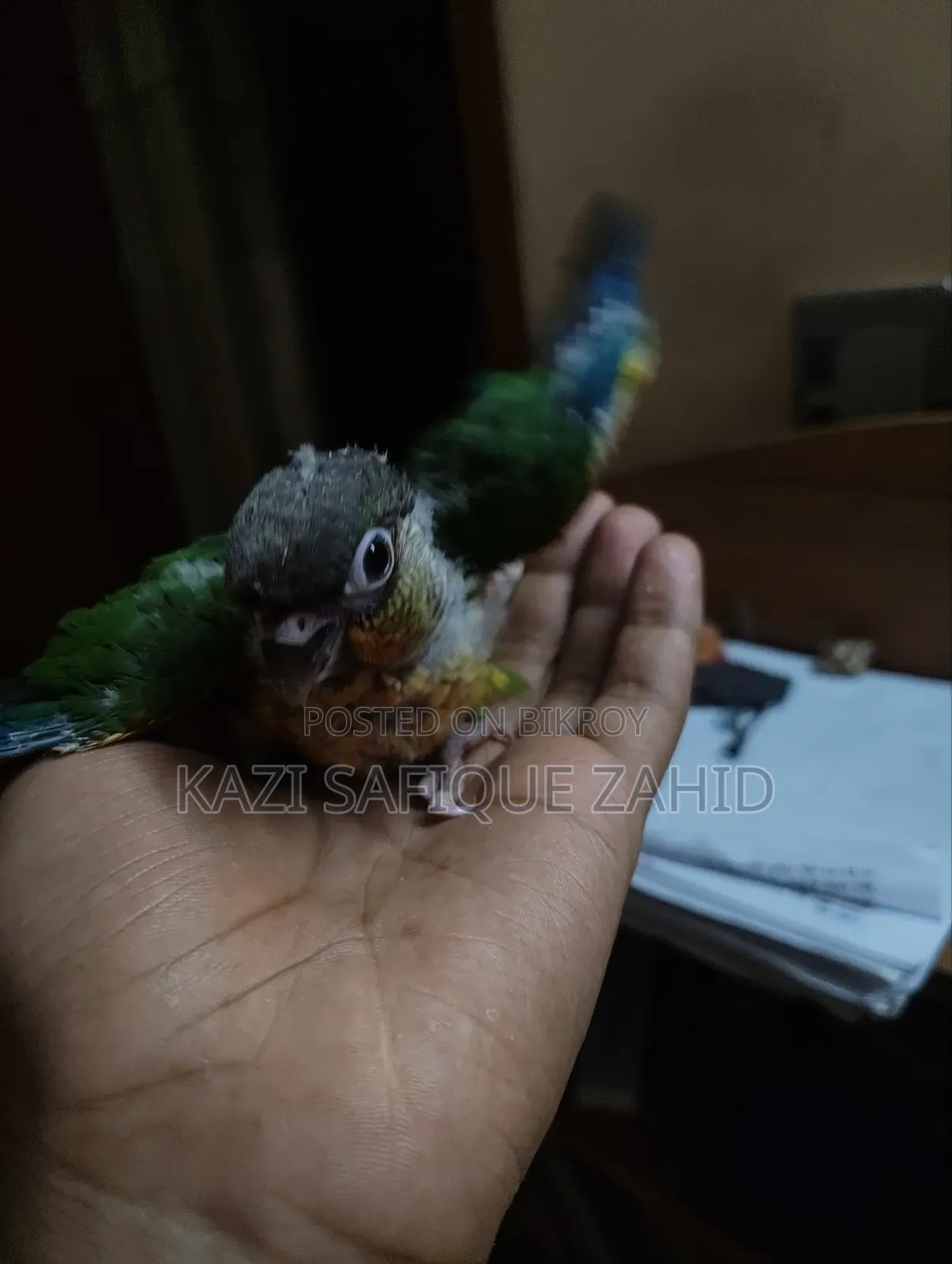 কনুর পখির টেম সাইজ বাচ্চা