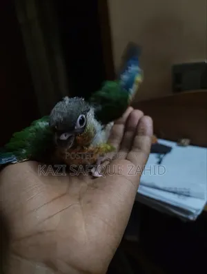 কনুর পখির টেম সাইজ বাচ্চা