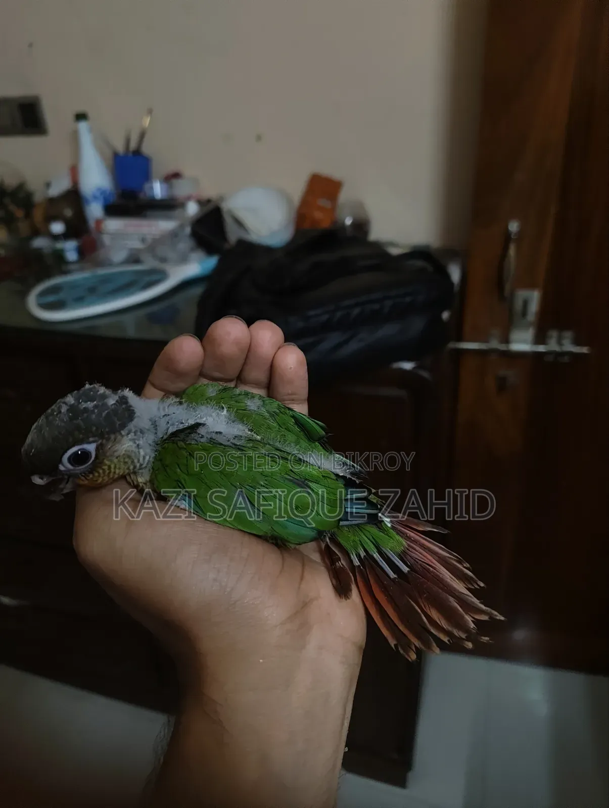 কনুর পখির টেম সাইজ বাচ্চা