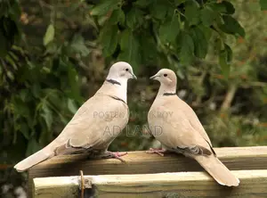 Australian Dove — Full Running Master Pair