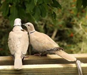 অস্ট্রেলিয়ান ঘুঘু পাখি !! Australian Dove — ফুল রানিং মাস্টার পেয়ার