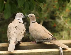 অস্ট্রেলিয়ান ঘুঘু পাখি !! Australian Dove — ফুল রানিং মাস্টার পেয়ার