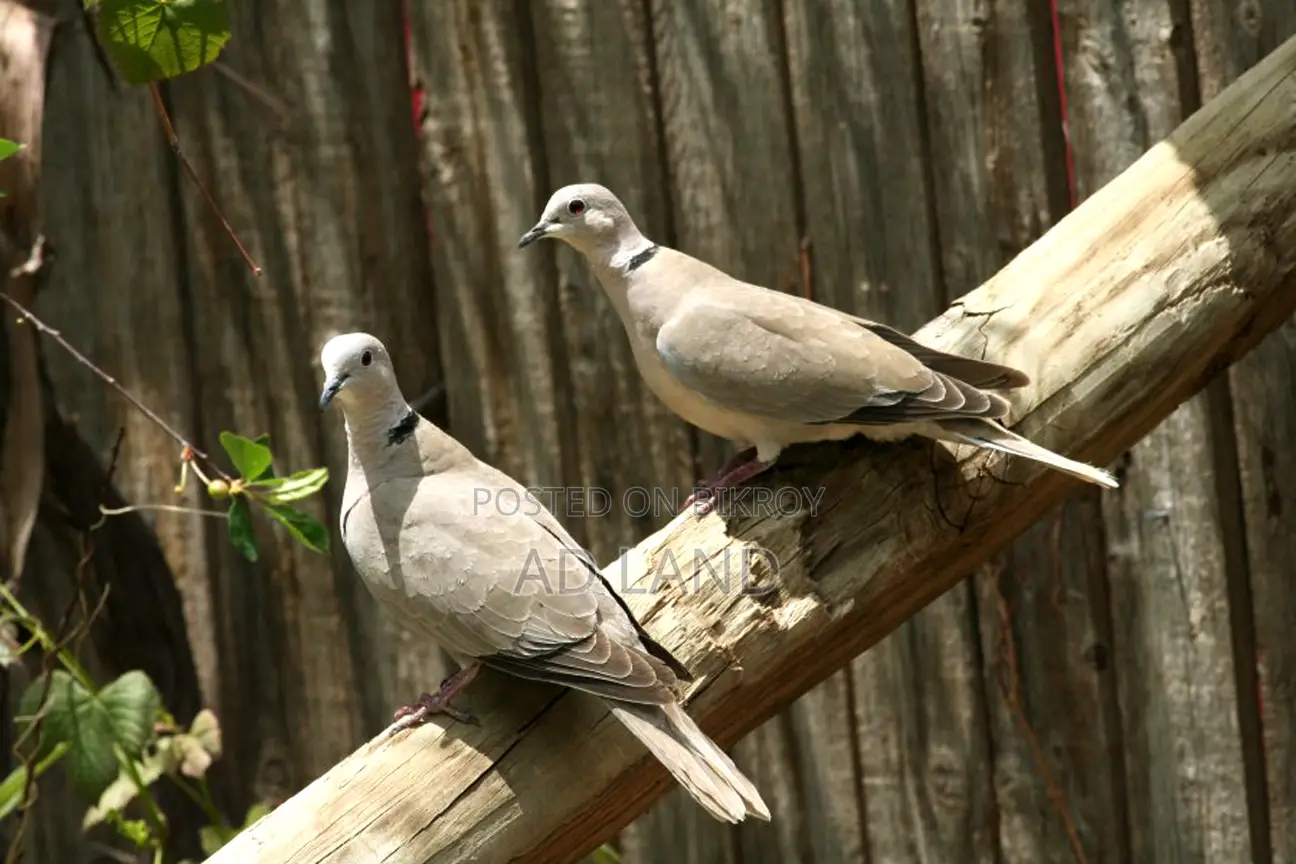 অস্ট্রেলিয়ান ঘুঘু পাখি !! Australian Dove — ফুল রানিং মাস্টার পেয়ার