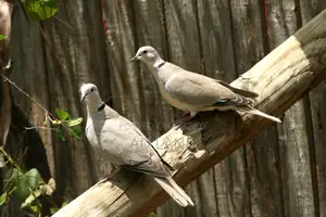 অস্ট্রেলিয়ান ঘুঘু পাখি !! Australian Dove — ফুল রানিং মাস্টার পেয়ার