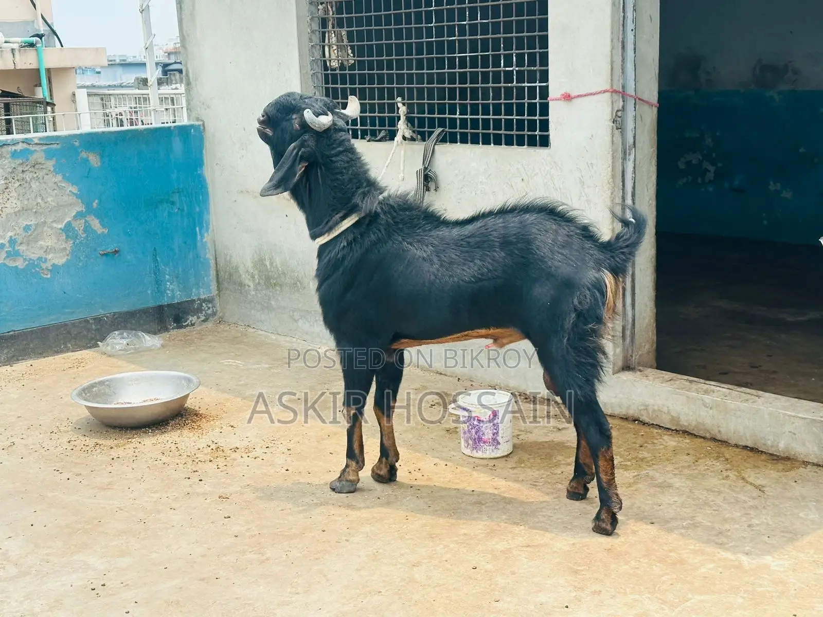 Goat For Sell