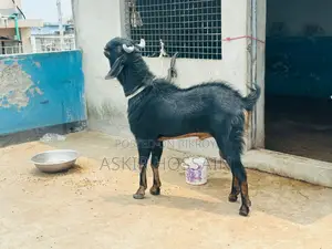 Goat For Sell