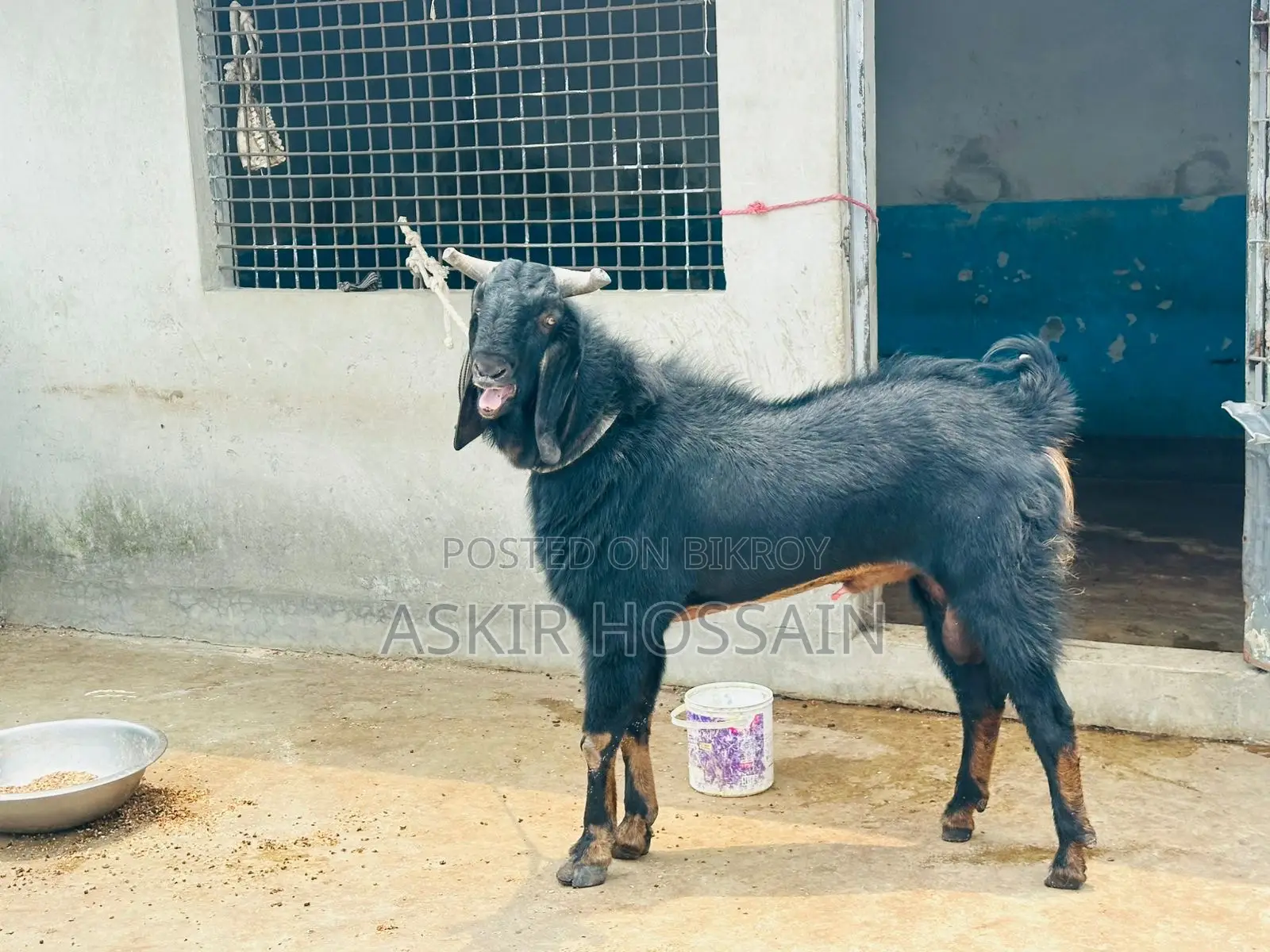 Goat For Sell