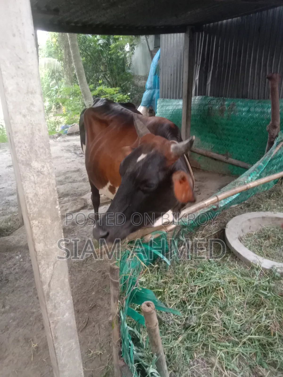 ভালো মানের গাভী বিক্রি করা হবে