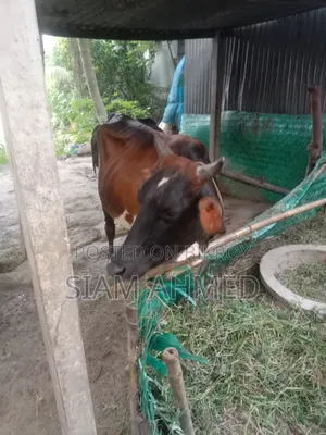 ভালো মানের গাভী বিক্রি করা হবে