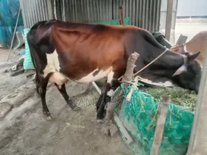 ভালো মানের গাভী বিক্রি করা হবে