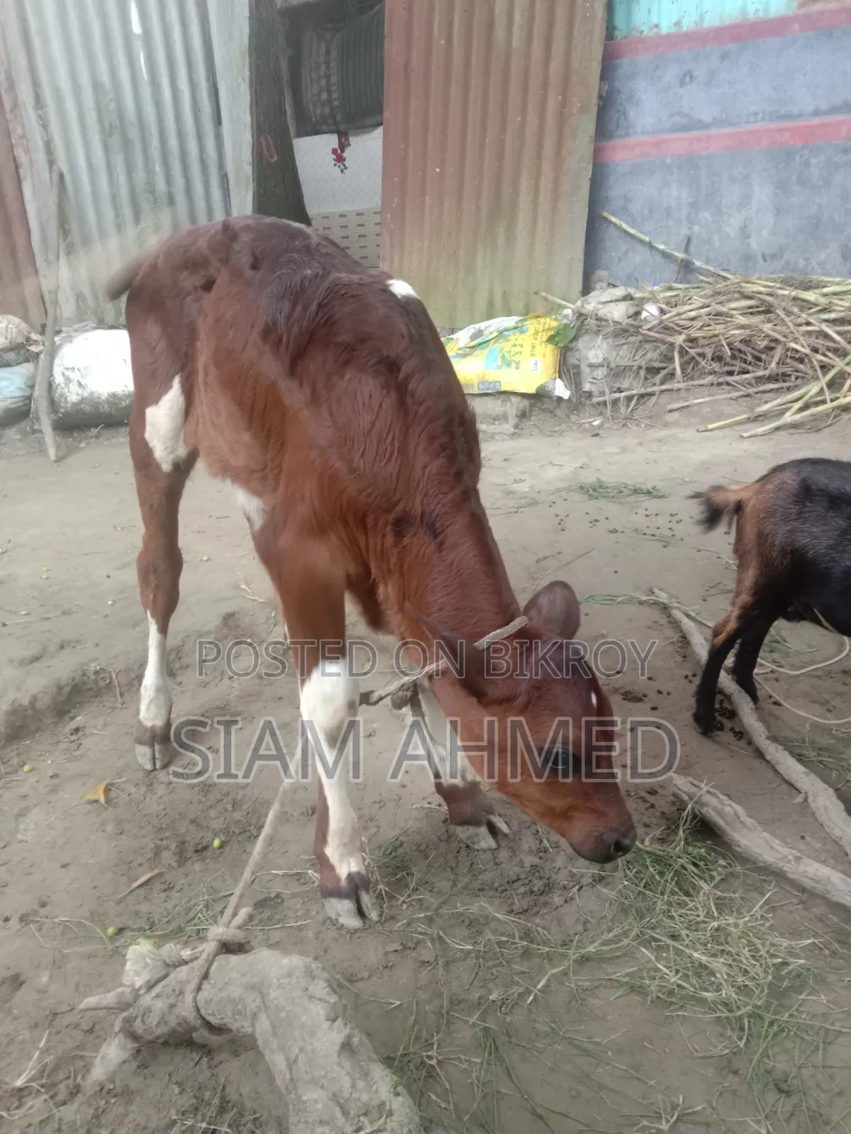ভালো মানের গাভী বিক্রি করা হবে