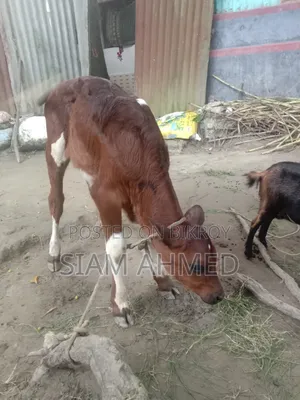 ভালো মানের গাভী বিক্রি করা হবে