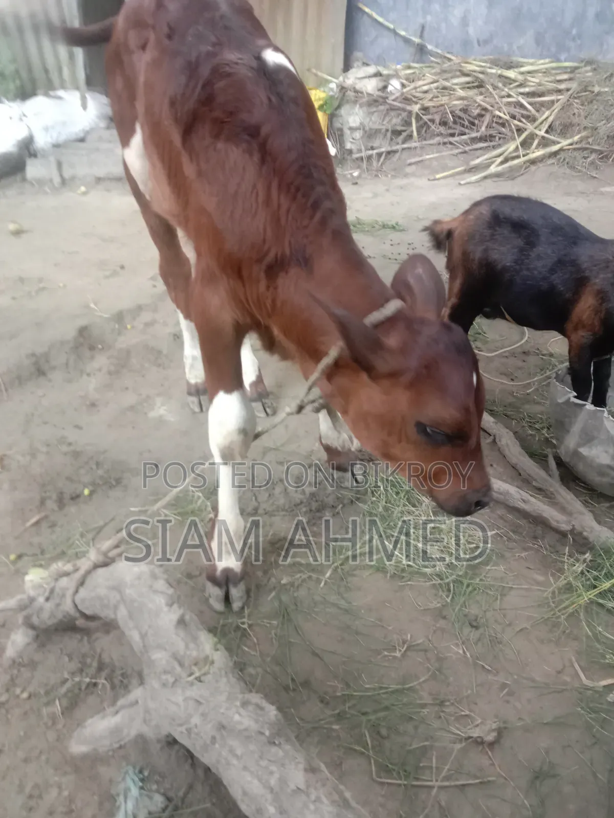 ভালো মানের গাভী বিক্রি করা হবে