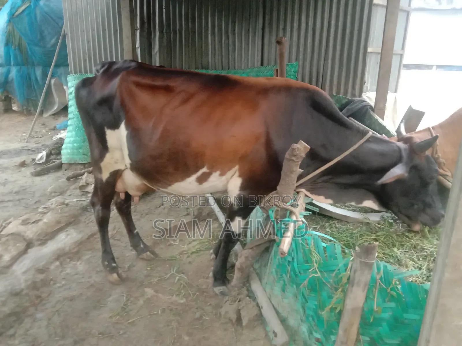 ভালো মানের গাভী বিক্রি করা হবে