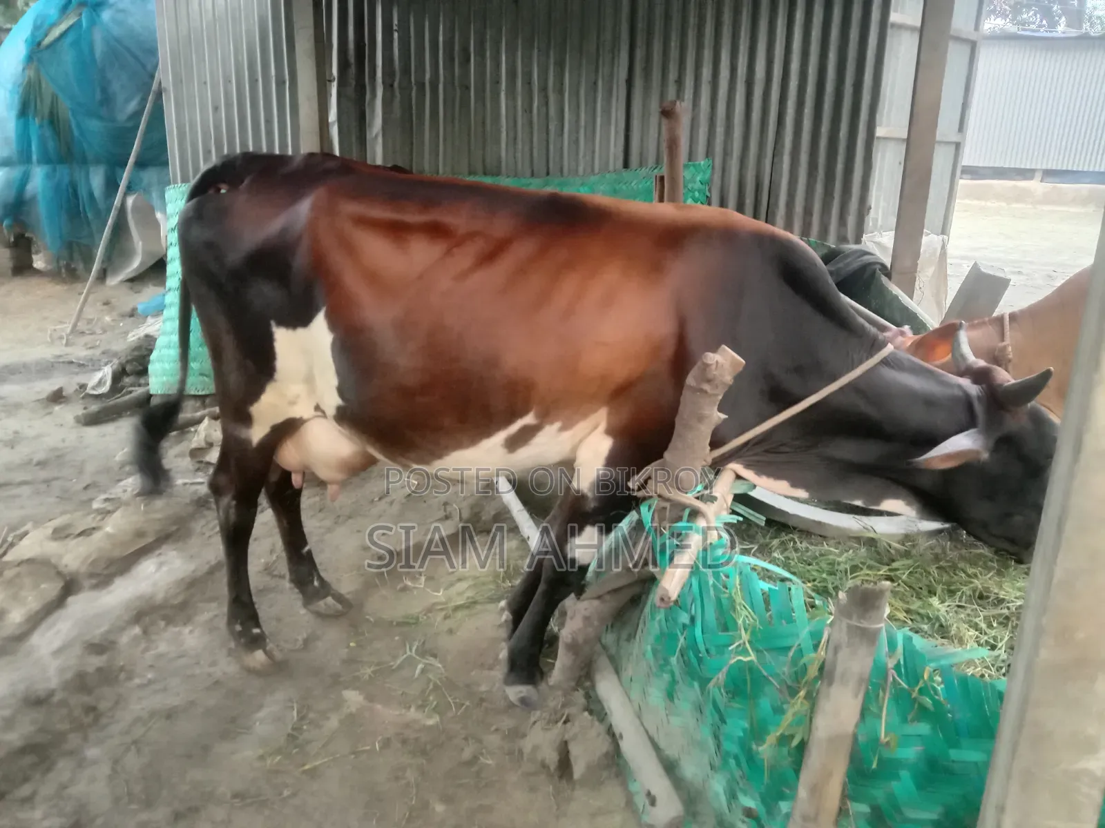 ভালো মানের গাভী বিক্রি করা হবে