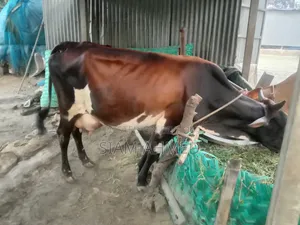ভালো মানের গাভী বিক্রি করা হবে