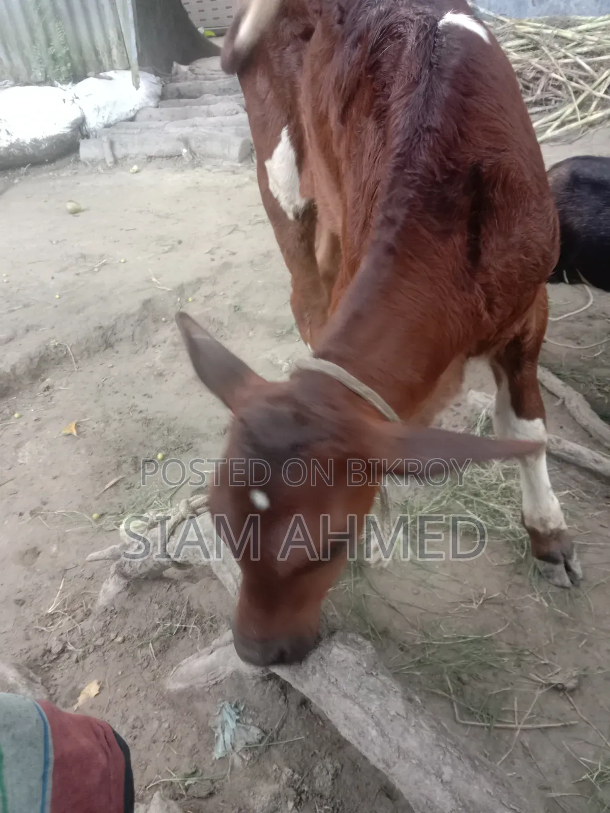 ভালো মানের গাভী বিক্রি করা হবে