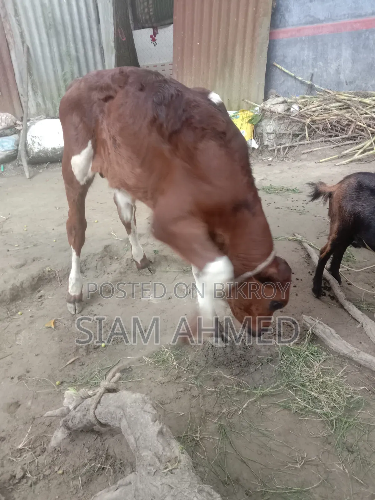 ভালো মানের গাভী বিক্রি করা হবে
