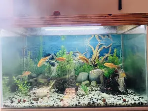 Aquarium And Fish For Sale