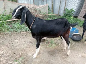 দেশি ছাগল