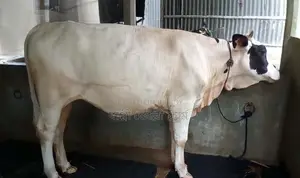 ১৩০৬ নং উন্নত জাতের বকনা ।