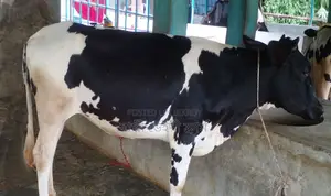 ১৩০৭ নং পোষার জন্য ভালো জাতের বকনা ।