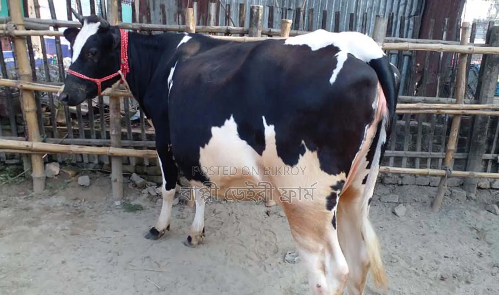 ১৩০৮ নং রানি সংকর গাভী ।