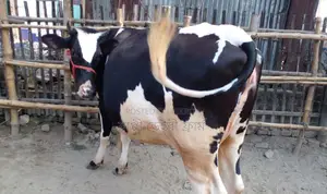১৩০৮ নং রানি সংকর গাভী ।