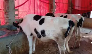 ১৩১০ নং বাছাইকৃত ২টি বকনা বিক্রয় হবে ।