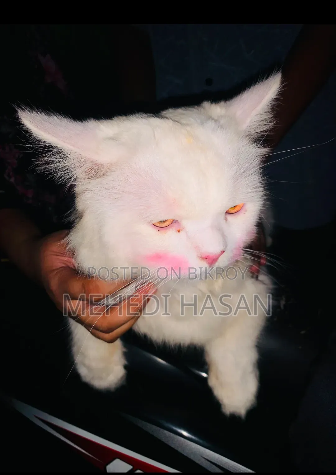 6-12 Months Male Purebred Persian