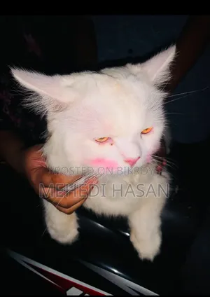6-12 Months Male Purebred Persian