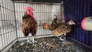 গোল্ডেন সেব্রাইট রানিং সেট
