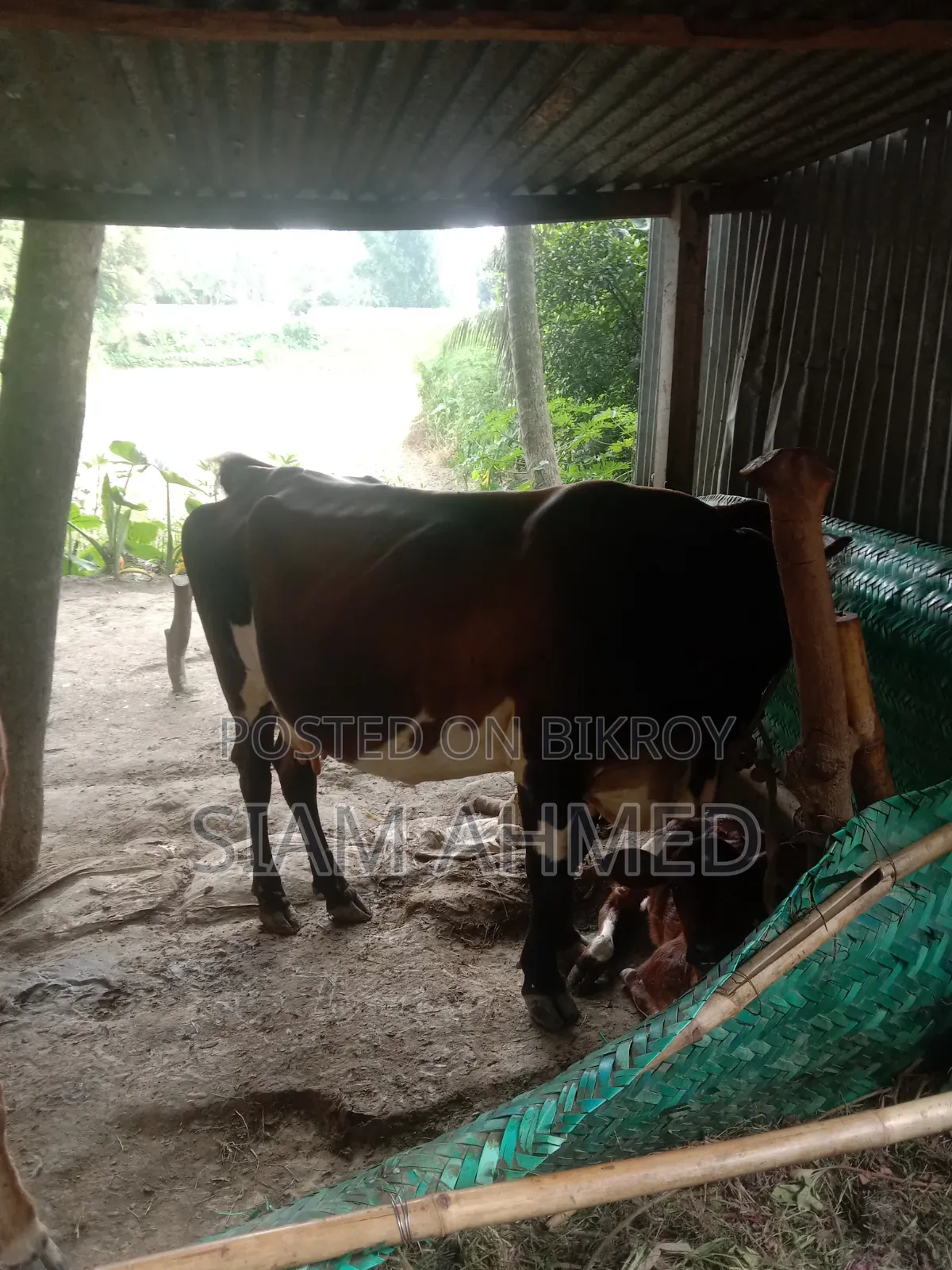 ভালো মানের গাভী বিক্রি করা হবে