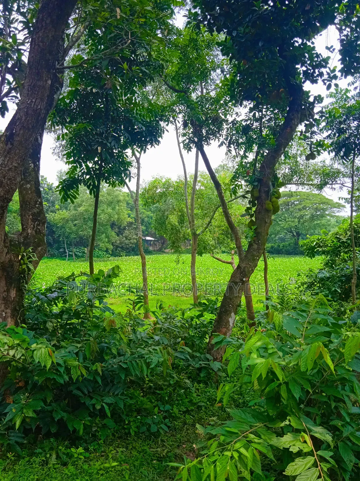 120 Decimal Premium Land for Sale Next to Bhuiyan Group Housing Project